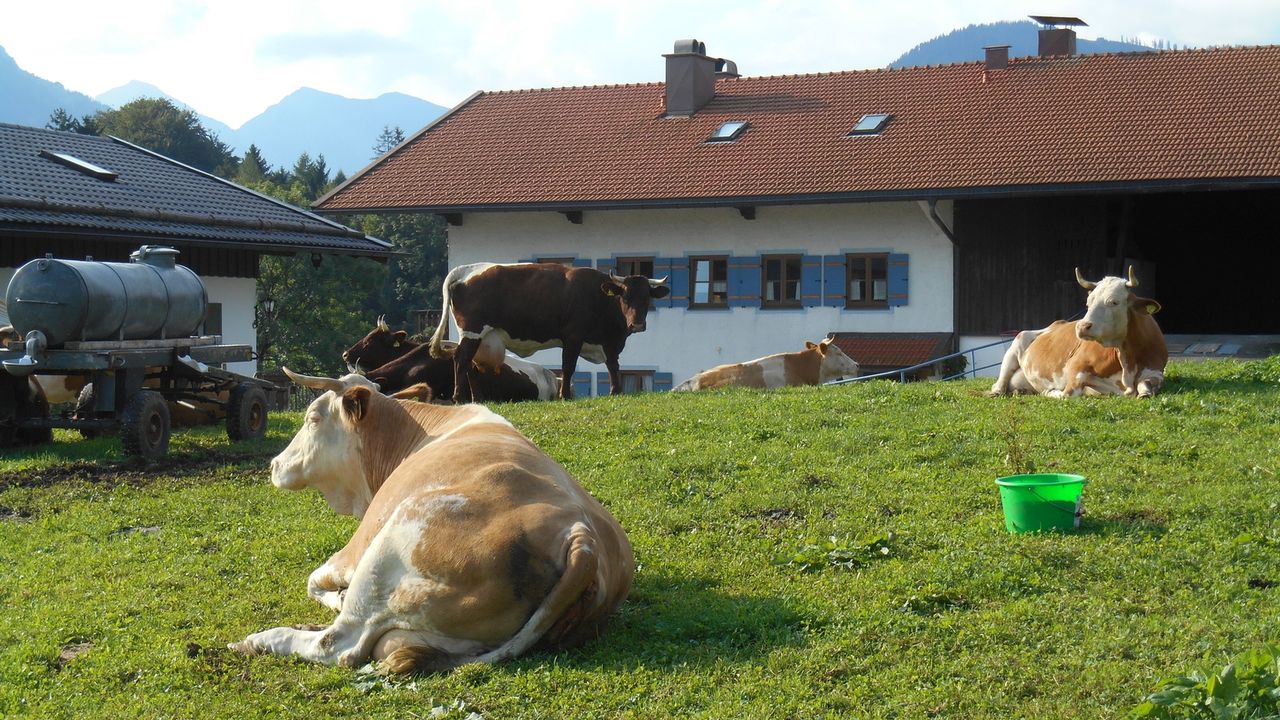 Unsere Tiere am Hof Unsere Tiere am Hof